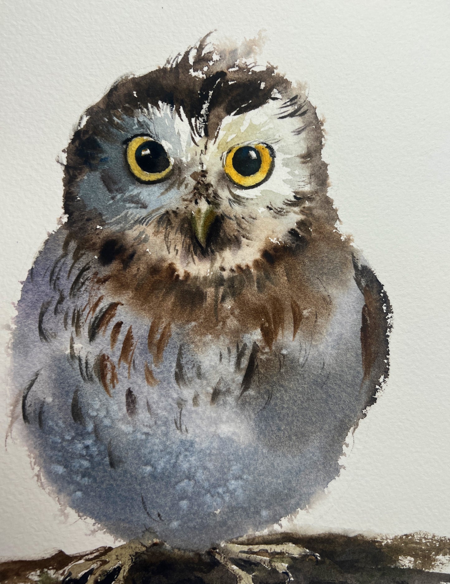 Little Owl Watercolor Painting, Little owl on a branch #17 8x12