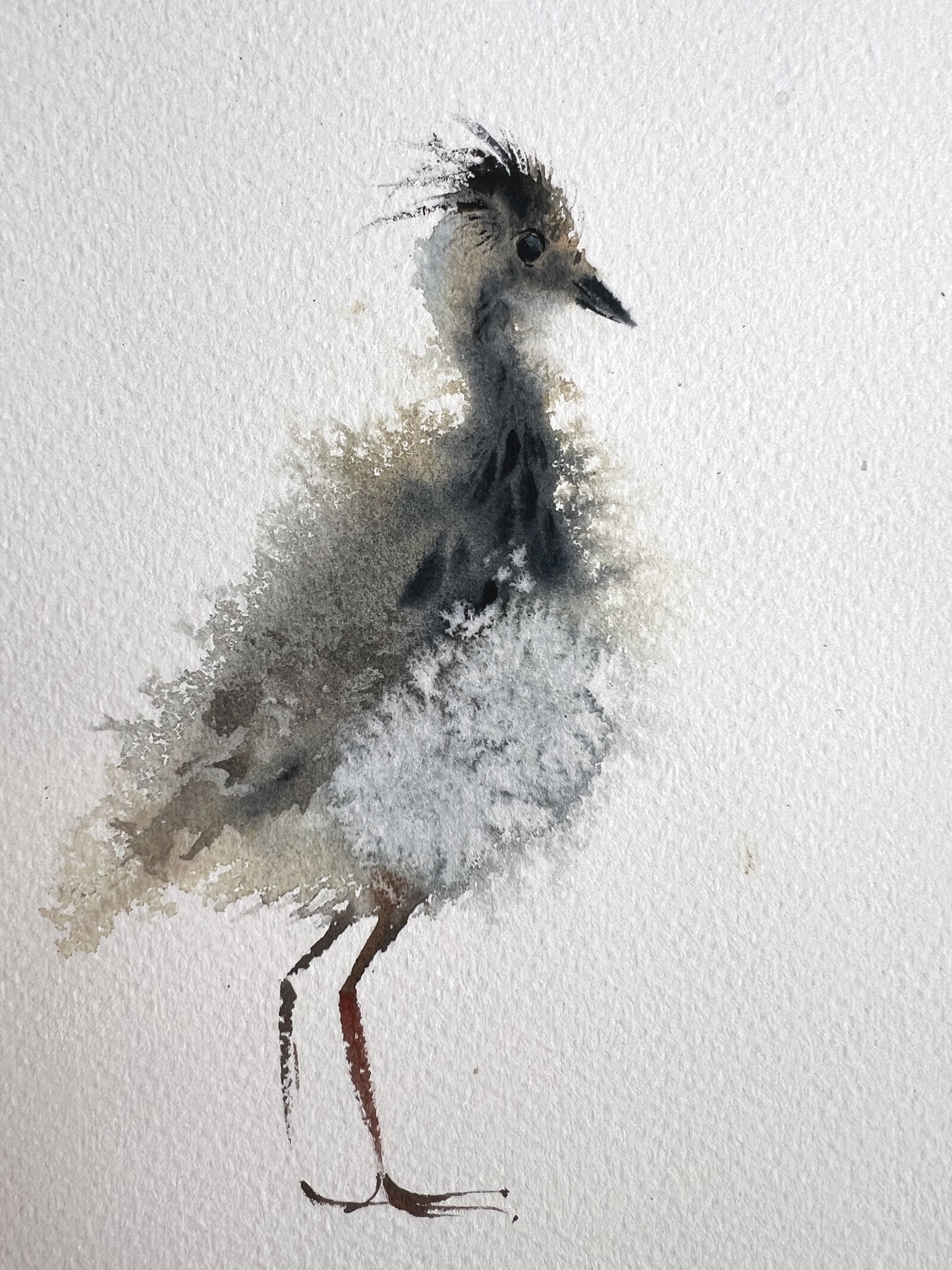 Small Watercolor Painting of Gray Lapwing Chick, Original Bird Art, Beautiful Wall Accent, Christmas Gift for Nature Lover